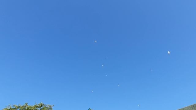 03.08.26 г. Андижанская порода голубей (2)