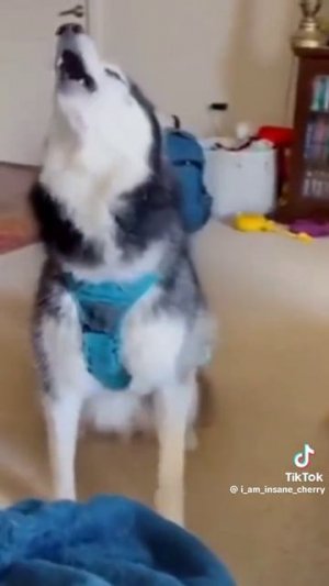 Коты и собаки