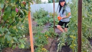 ЖИЗНЬ В СЕЛЕ:ЧАСТЬ1/СОБРАЛИ С ЮЛЕЙ УРОЖАЙ/