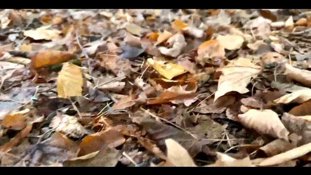 ОСЕННЯЯ ЖЕНЩИНА (2) - МУЗЫКА ЮРИЯ ПЛАСТА, СТИХИ НАДЕЖДЫ МЕЛЕХОВОЙ