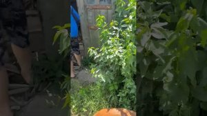 ИЗ СИБИРИ В КРЫМ! ТОЛЬКО ТОЛЬКО КУПИЛ!  НАЧАЛО НАЧАЛ! ГЛАЗА БОЯТСЯ А РУКИ ДЕЛАЮТ!