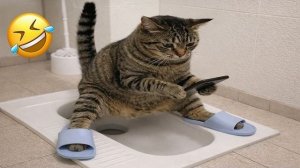 ПОПРОБУЙ НЕ ЗАСМЕЯТЬСЯ! 😅 САМЫЕ СМЕШНЫЕ КОТИКИ И СОБАКИ 😹 ЗАБАВНЫЕ ЖИВОТНЫЕ 2026