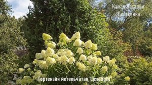 Дача 01 августа 2026. Обрезка девичьего винограда, папоротники, грибы мутинусы