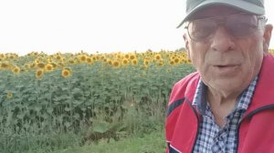 Подсолнух-сын солнца 🌻🌻🌻