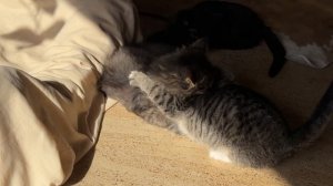 Дневник котят Барсика и Мани «Воспитание» 03-08-2026