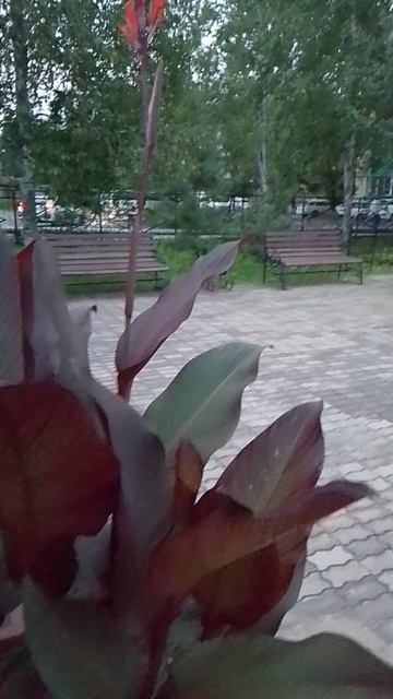 ВЕЧЕР/ ПРОГУЛКА