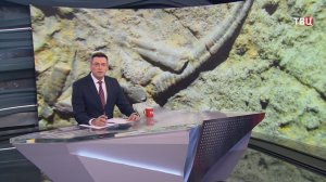 В Крыму нашли уникальные доисторические окаменелости