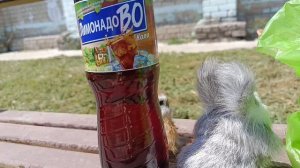Новый друг Карамельки