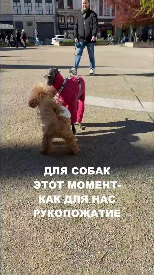 ЗАЧЕМ СОБАКИ ЭТО ДЕЛАЮТ?