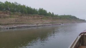 Лось.