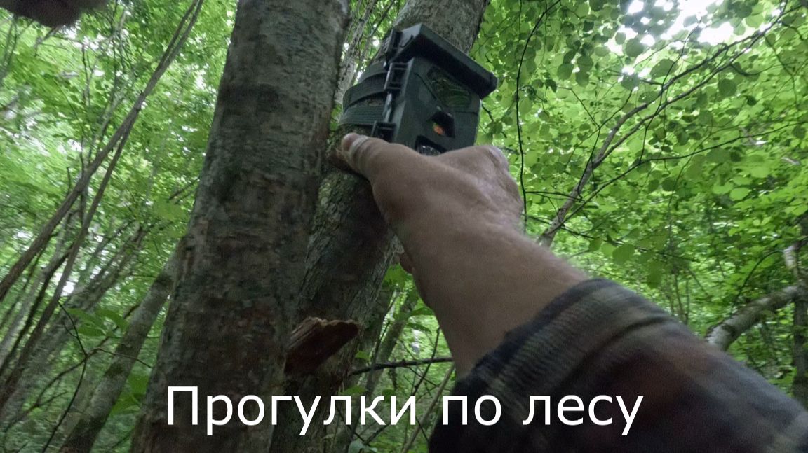 Прогулки по лесу. Проверил фотоловушки, одну снял.