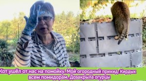 Кот ушёл от нас на помойку. Мой огородный прикид. Помидоры пропали. Дозакрыла квашенные огурцы.