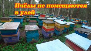 ПЧЁЛЫ БАКФАСТ НЕ ВЛАЗЯТ В УЛЬЯ, ПРОВЕРКА ПРИЁМА МАТКИ.
