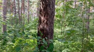 Прогулка в наш лес🌳🌲🪾😁🥳