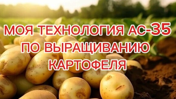 Моя технология АС-35 по выращиванию картофеля 🌺