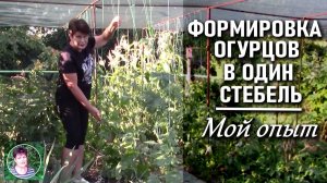 Формирование огурцов в один стебель: мой опыт, уход и подкормки