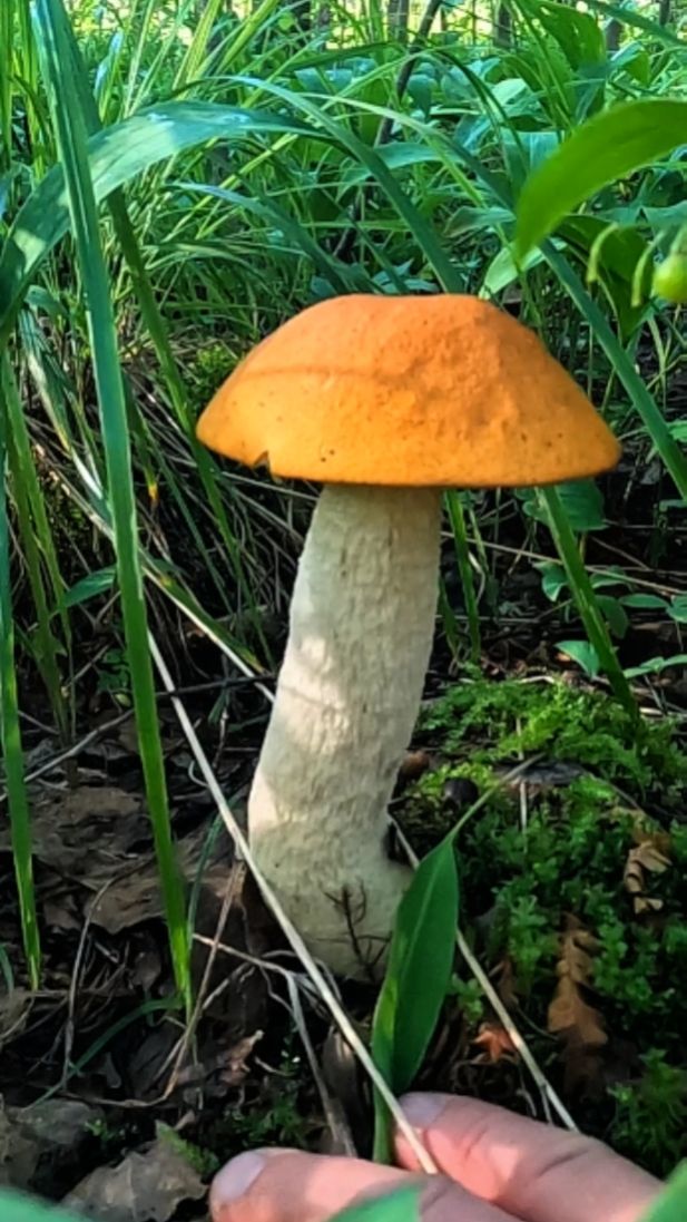 Грибное царство