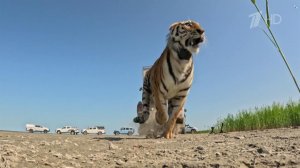В Казахстане в дикую природу выпустили одного из четырех амурских тигров, которых подарила Россия.