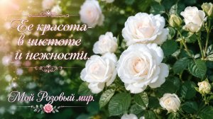 Пусть в каждом саду найдется место для белоснежной красавицы.