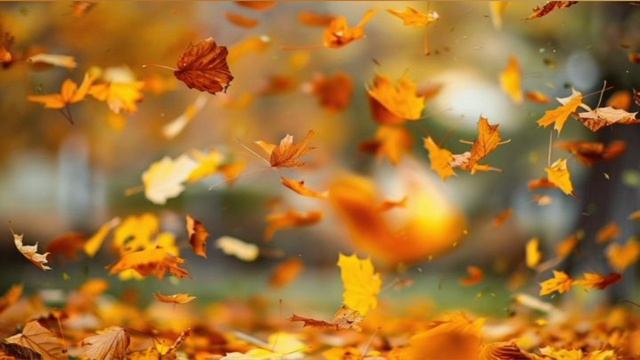 Осенний листопад 🍂