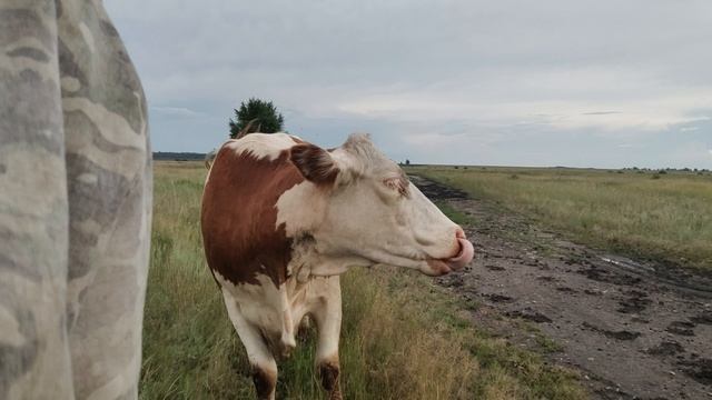 коровы убежали,огурцы подождут.