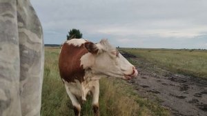 коровы убежали,огурцы подождут.