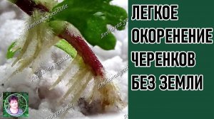 Укоренение черенков в перлите: лучший способ получить крепкие корни