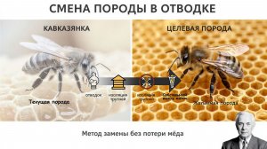 Как сменить породу в сборном отводке: пошаговая стратегия от профессора Кашковского 🐝🔄