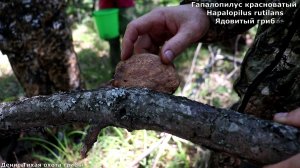 Гапалопилус красноватый гриб вызывающий нарушение ЦНС