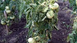 Начало августа: томаты на грядках 🍅✨