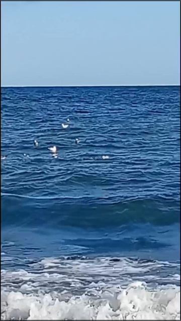 Птицы на Балтийском море 02-08-2026