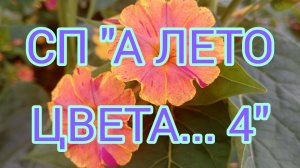«СП А ЛЕТО ЦВЕТА...4». ОТЧЕТ 5, УЧАСТНИК 23