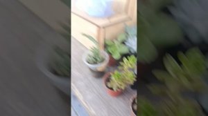 Новые суккуленты!