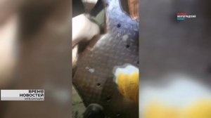 Нога в ловушке: спасатели Волгограда вызволили женщину из аварийной решетки ливневки