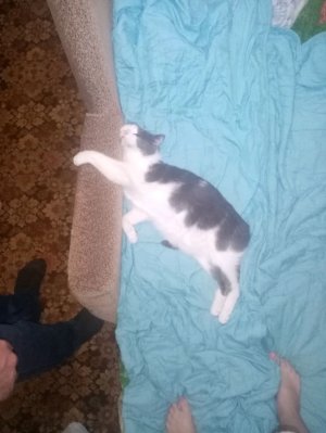 масик