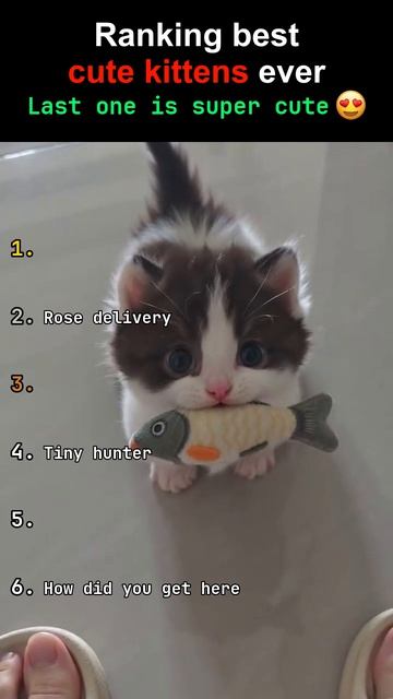 Номер 1 — самый КРАСИВЫЙ котенок во вселенной 😍