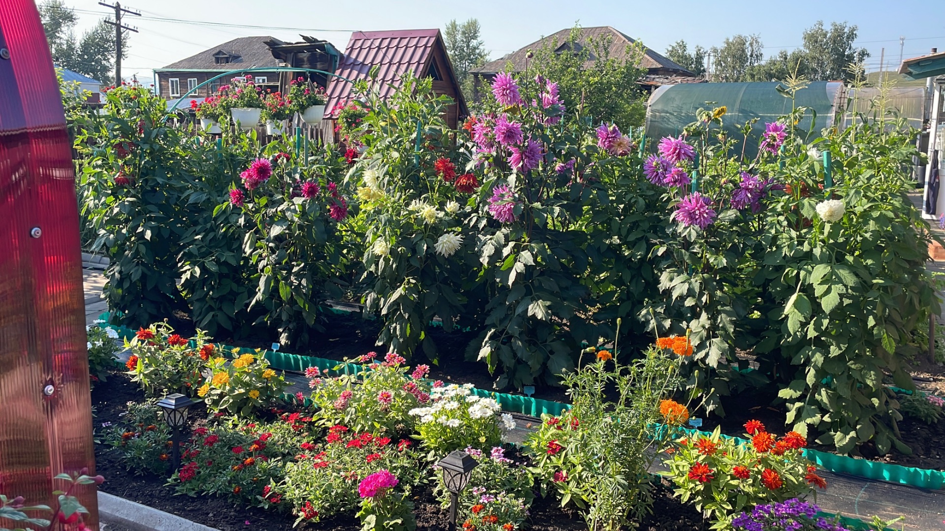 🌺 3 часть. Сибирь.  Обзор цветов на деревенской усадьбе на 3 августа.