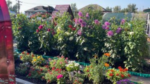 🌺 3 часть. Сибирь.  Обзор цветов на деревенской усадьбе на 3 августа.