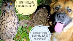 Еженёнок Злюка нашла мисочку и сделала кусь за жопоньку большому ежу! Сова Ёль больше не хочет мышей