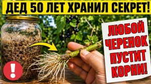 Хватит покупать Саженцы! Самый простой способ Укоренить любой черенок 100%