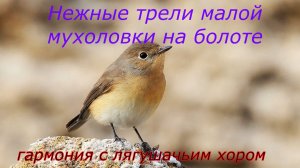 Звук природы. Пение птицы Мухоловка малая на болоте