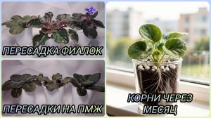 Пересадка фиалок. Пересадки деток на ПМЖ. Корни через месяц.