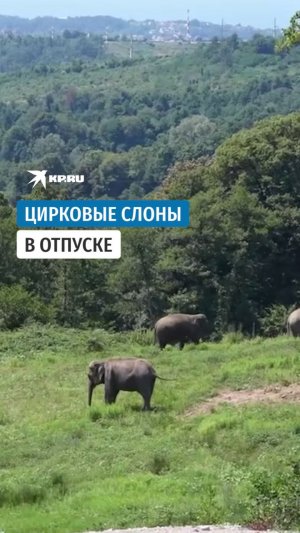 Цирковые слоны в отпуске