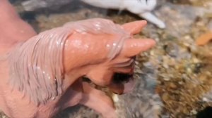 (лошади шляйх) 13 карт и черепаха