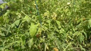 Собираю урожай🍅🥒, 02.08.26