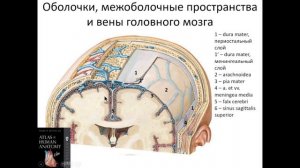 Оболочки, межоболочечные пространства и вены головного мозга