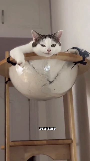 Взрослый кот может 3