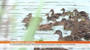 В Мордовии прошла экологическая акция «Утиная территория»