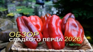 🌶Обзор коллекционных сортов СЛАДКОГО ПЕРЦА сезона 2026. I часть