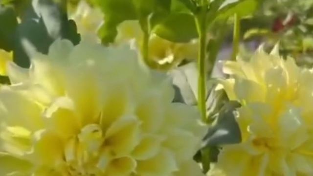 Стихотворение «Мои друзья»